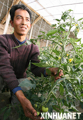 民勤推广节水农业麻将胡了试玩甘肃(图1)